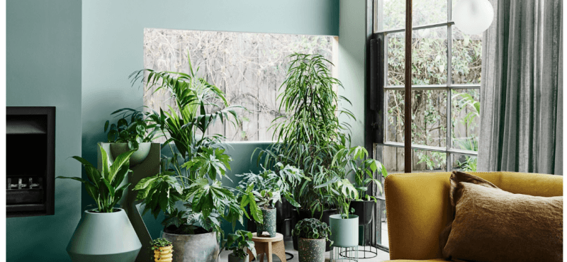 Indoor Plants